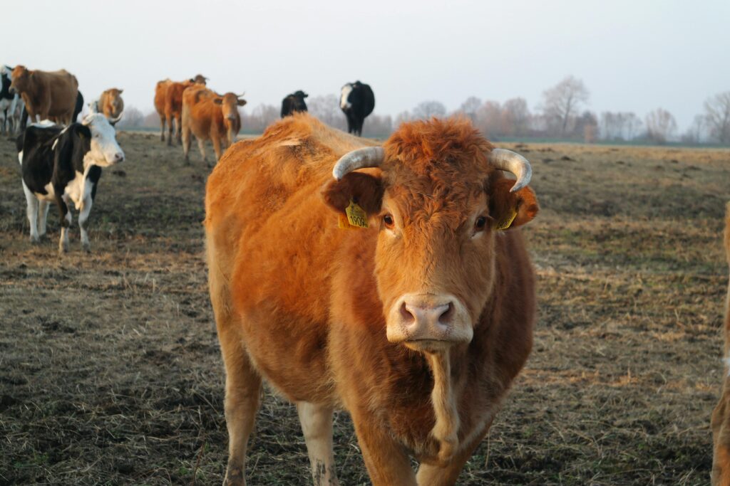 pexels-photo-30644842-30644842 A herd of brown and black cattle grazing on a field during the day.